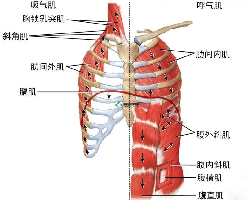 呼吸肌肉训练器：打开通向健康之门的金钥匙